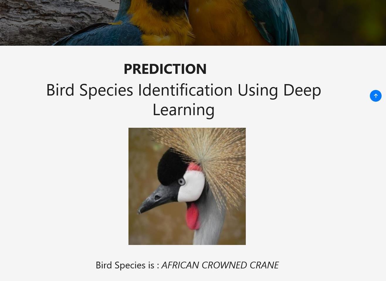 JPPY2310-Image-Based Bird Species Identification